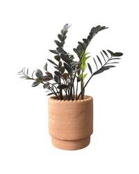Medium ZZ Raven Plant - grow pot - Potted plant - Tumbleweed Plants - Online Plant Delivery Singapore
