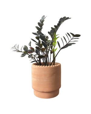 Medium ZZ Raven Plant - grow pot - Potted plant - Tumbleweed Plants - Online Plant Delivery Singapore