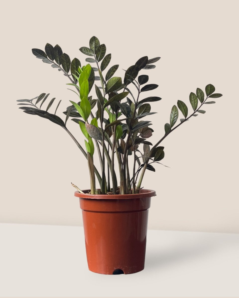 Medium ZZ Raven Plant - grow pot - Potted plant - Tumbleweed Plants - Online Plant Delivery Singapore