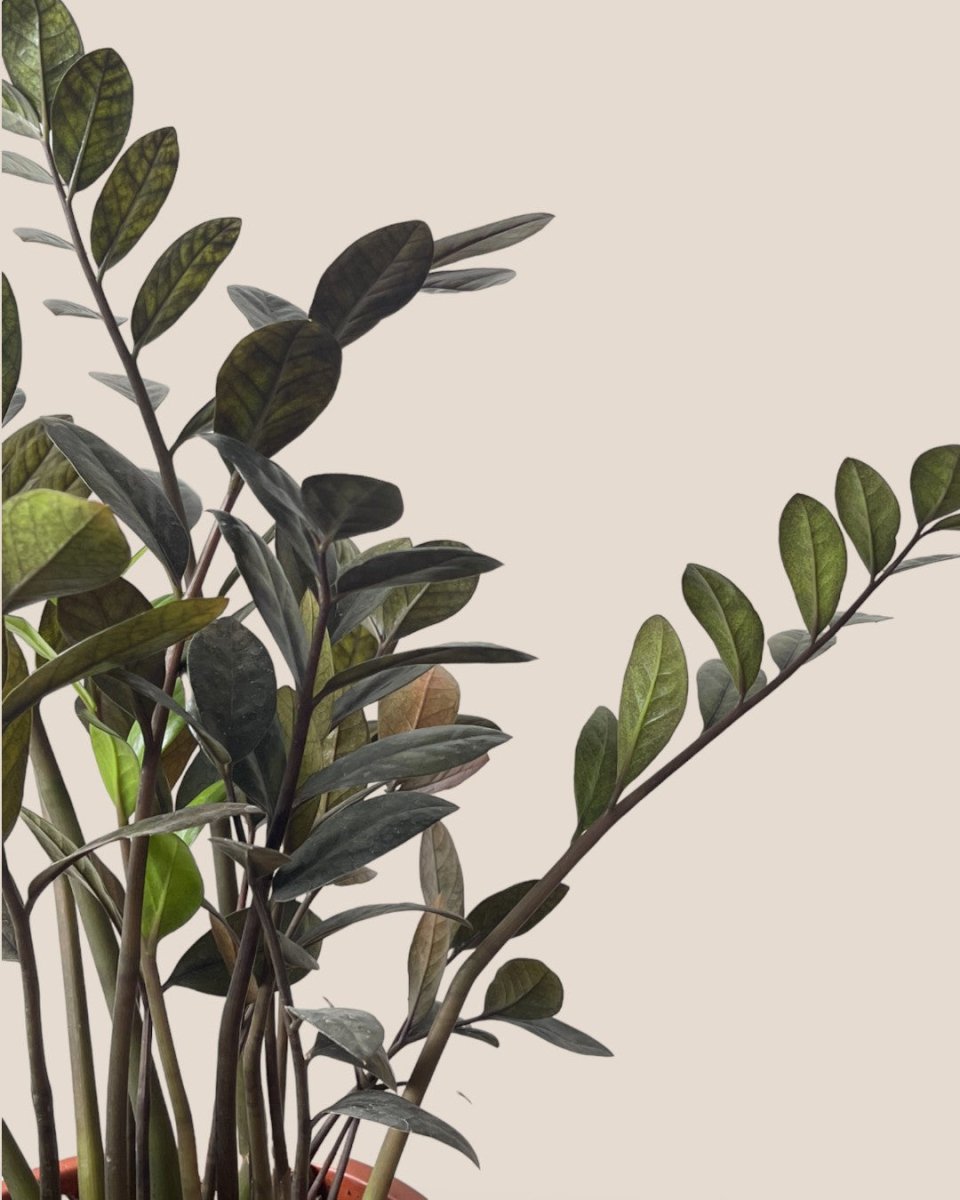 Medium ZZ Raven Plant - grow pot - Potted plant - Tumbleweed Plants - Online Plant Delivery Singapore