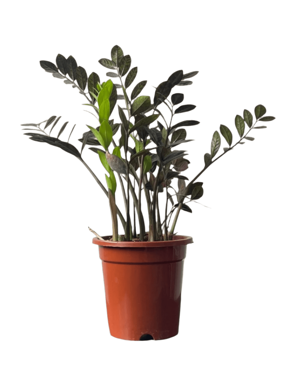 Zz Raven (Medium) - Potted plant - POTT - MEDI - GRW - 5713 - Tumbleweed Plants - Online Plant Delivery Singapore