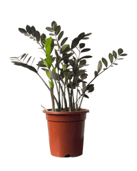 Zz Raven (Medium) - Potted plant - POTT - MEDI - GRW - 5713 - Tumbleweed Plants - Online Plant Delivery Singapore