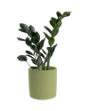 Zz Raven (Small) - grow pot - Potted plant - Tumbleweed Plants - Online Plant Delivery Singapore