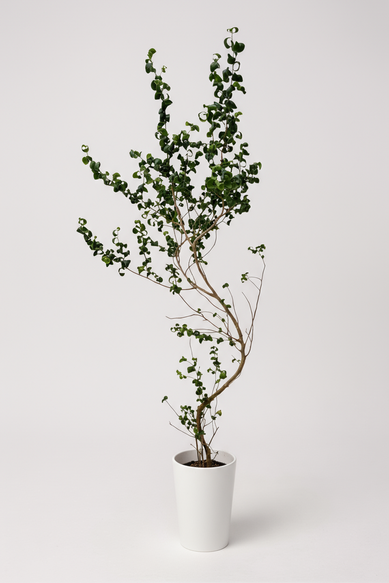 Ficus Benjamina ‘Barok’ – Twisted Weeping Fig - Potted plant -  Tumbleweed Plants