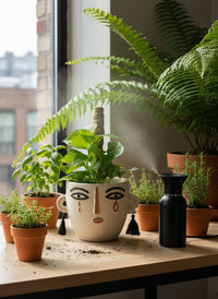 Epipremnum Money Plant (0.6m) - Potted plant -  Tumbleweed Plants