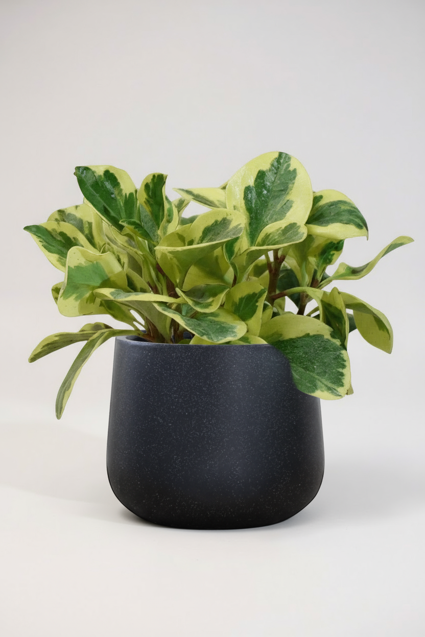 Peperomia Obtusifolia Variegated - Potted plant -  Tumbleweed Plants