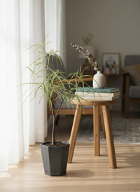 Bottle Tree Short (Brachychiton Rupestris) - Potted plant -  Tumbleweed Plants