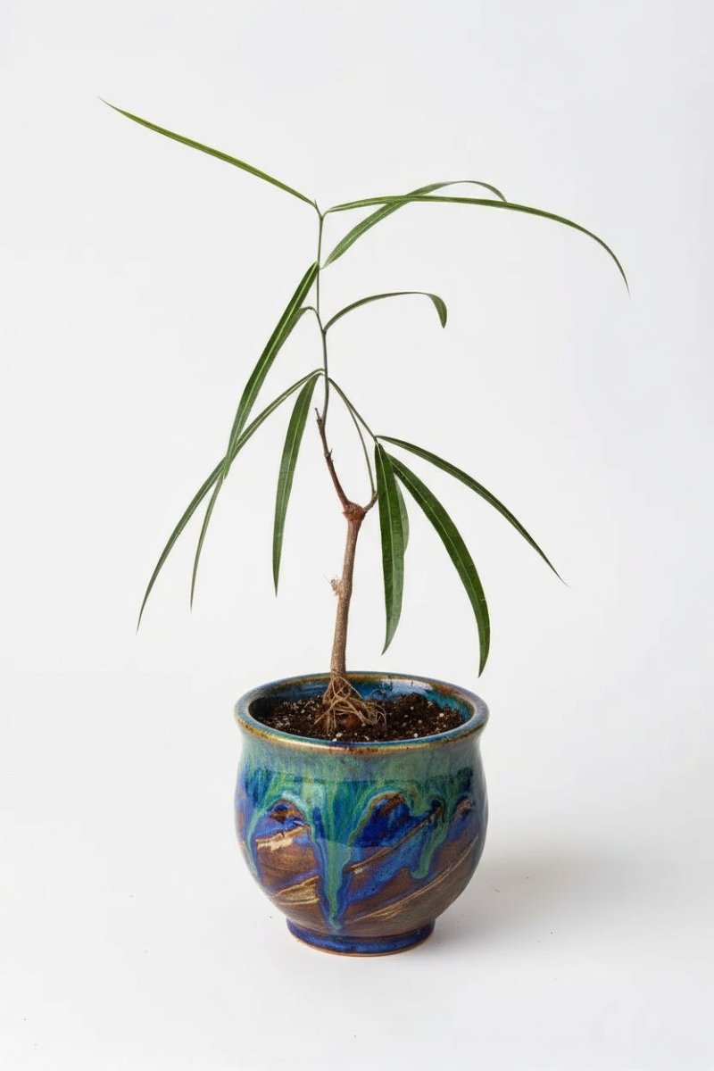 Bottle Tree Junior - Brachychiton Rupestris (Japan) - Potted plant - POTT - BOTT - GRW - 6856 - Tumbleweed Plants - Online Plant Delivery Singapore