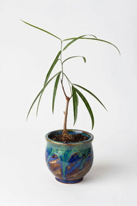 Bottle Tree Junior - Brachychiton Rupestris (Japan) - Potted plant - POTT - BOTT - GRW - 6856 - Tumbleweed Plants - Online Plant Delivery Singapore