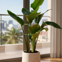 Bird of Paradise Junior