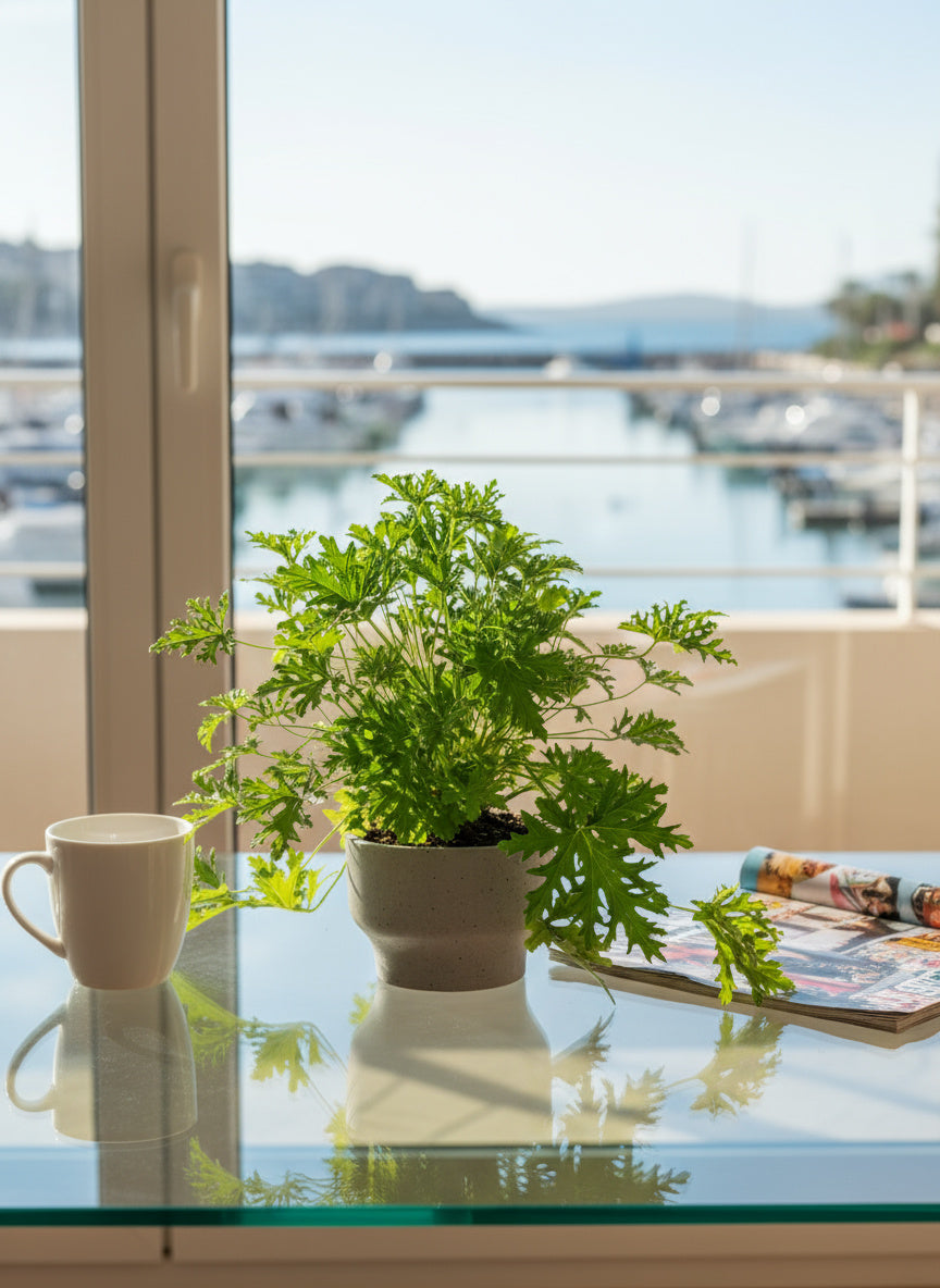 Mosquito Plant - Pelargonium Citrosum - Potted plant -  Tumbleweed Plants