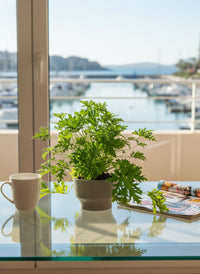 Mosquito Plant - Pelargonium Citrosum - Potted plant -  Tumbleweed Plants