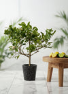 Junior Lemon Tree