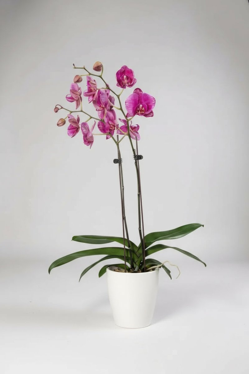 Royal Purple Phalaenopsis - Plant Arrangement - GIFT - ROYA - 3275 - Tumbleweed Plants - Online Plant Delivery Singapore