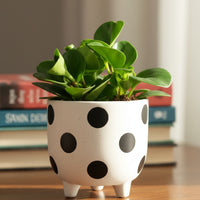 Peperomia - Baby Rubber Plant