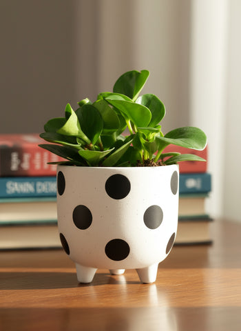 Peperomia - Baby Rubber Plant