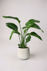 Bird of Paradise Junior (0.7m) - Potted plant -  Tumbleweed Plants