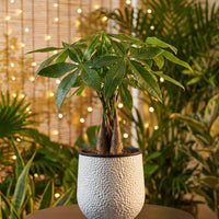 Money Tree Skyrocket HydroEase