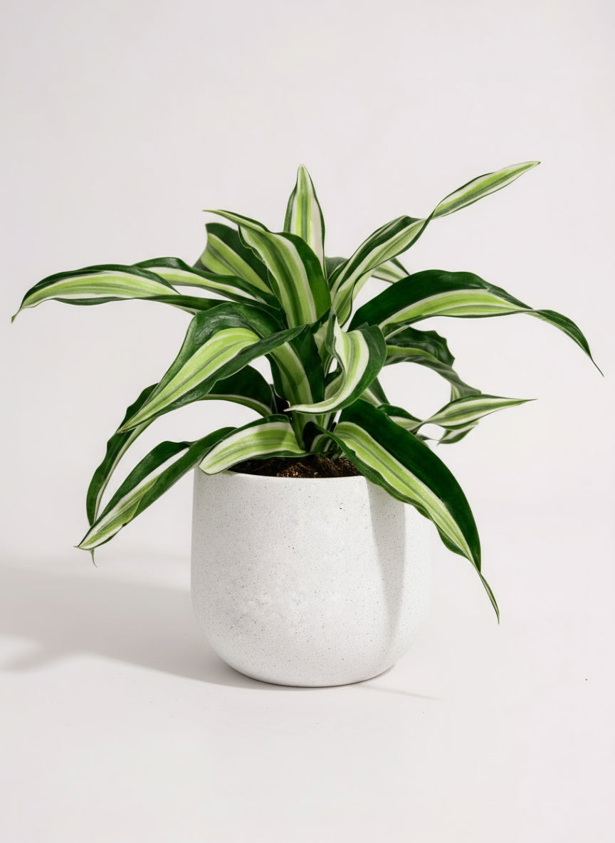 Dracaena Surprise - Potted plant -  Tumbleweed Plants