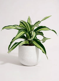 Dracaena Surprise - Potted plant -  Tumbleweed Plants