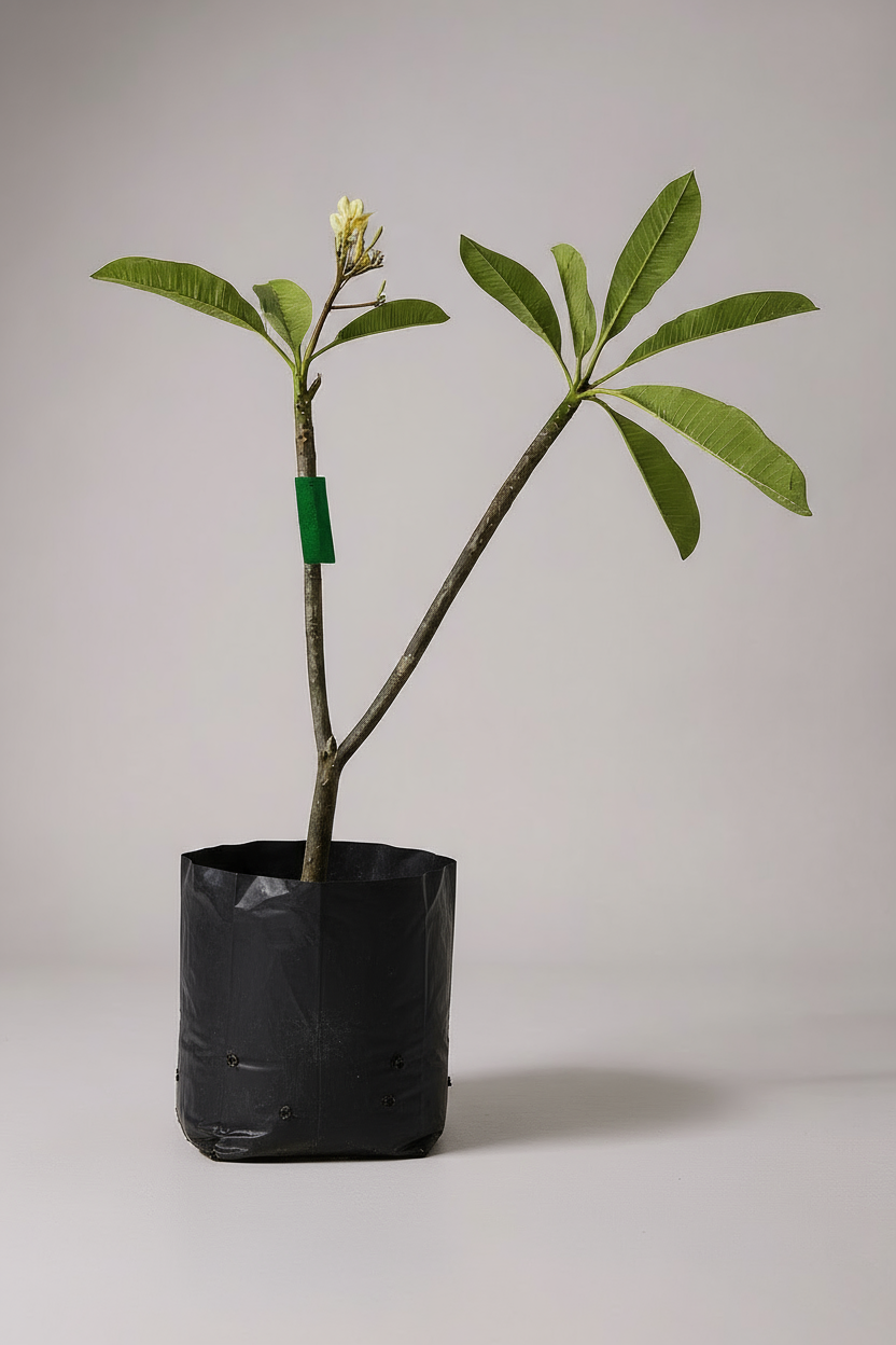 Frangipani - Potted plant -  Tumbleweed Plants