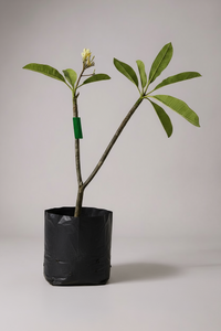 Frangipani - Potted plant -  Tumbleweed Plants