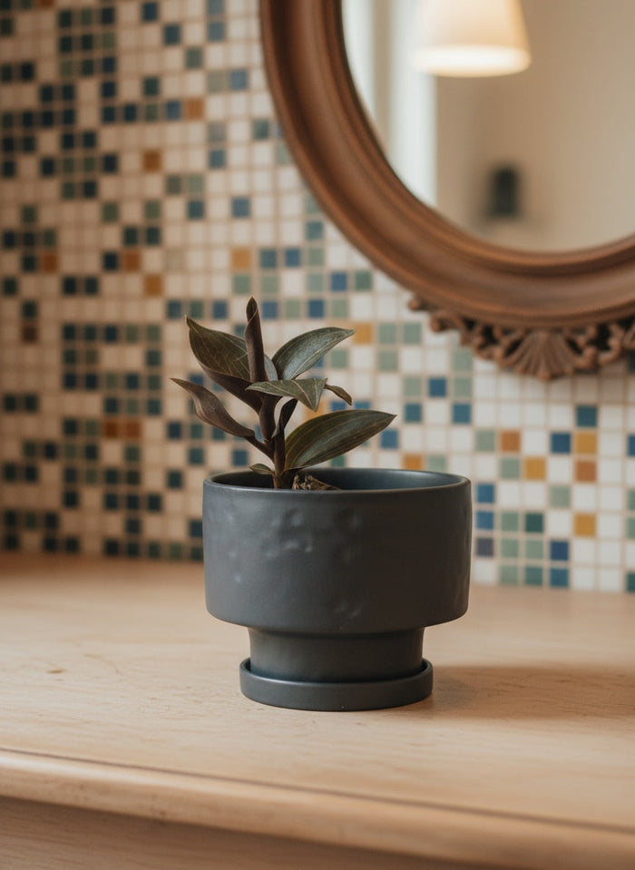 Giant Jewel Orchid - Potted plant -  Tumbleweed Plants