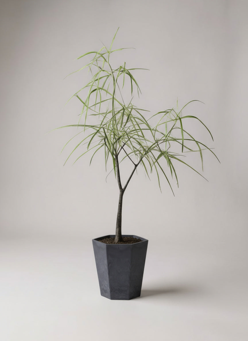 Bottle Tree Short (Brachychiton Rupestris) - Potted plant -  Tumbleweed Plants