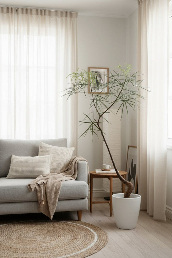 Bottle Tree Large (Brachychiton Rupestris) - Potted plant - GIFT - BOTT - GRW - 5164 - Tumbleweed Plants - Online Plant Delivery Singapore