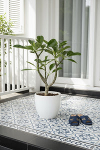 Frangipani Junior - Potted plant - POTT - FRAN - GRW - 7430 - Tumbleweed Plants - Online Plant Delivery Singapore