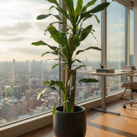 Large Dracaena Fragrans (Iron Tree)