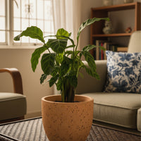Calathea Zebrina