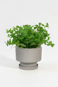 Assorted Mint Plant - Potted plant -  Tumbleweed Plants