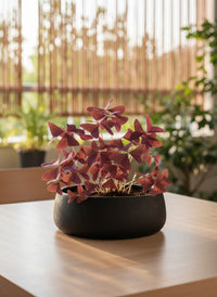 Oxalis Triangularis Purple Shamrocks