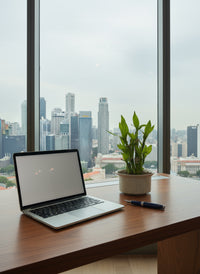 Mini Lucky Bamboo Plant - Cluster