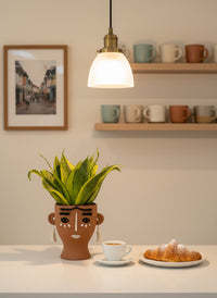 Sansevieria Trifasciata ‘Golden Hahnii’