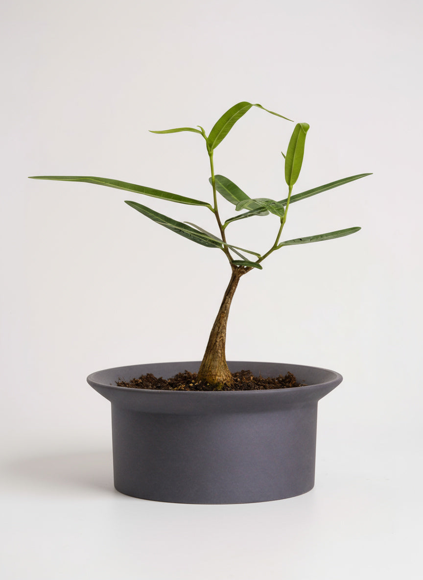 Bottle Tree Brachychiton - Unique Japanese Plant