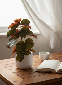 Polka Dot Begonia - Potted plant -  Tumbleweed Plants