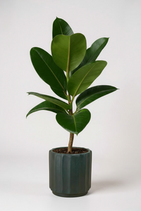 Ficus Elastica Robusta - Potted plant -  Tumbleweed Plants