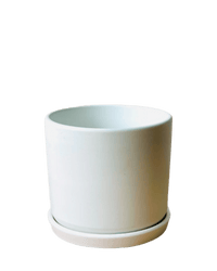 Abigail Pot with Tray - Pots - POTS - ABIG - 6485 - Tumbleweed Plants - Online Plant Delivery Singapore