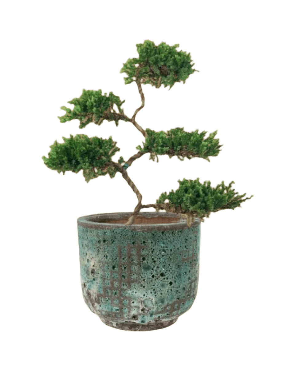 Abundance Juniper Bonsai Tree (5 - tier) - grow pot - Potted plant - Tumbleweed Plants - Online Plant Delivery Singapore