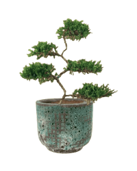 Abundance Juniper Bonsai Tree (5 - tier) - grow pot - Potted plant - Tumbleweed Plants - Online Plant Delivery Singapore