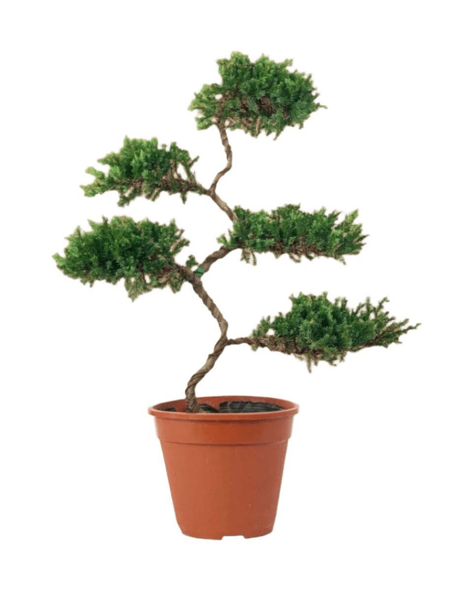 Abundance Juniper Bonsai Tree (5 - tier) - grow pot - Potted plant - Tumbleweed Plants - Online Plant Delivery Singapore