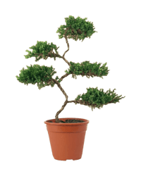 Abundance Juniper Bonsai Tree (5 - tier) - grow pot - Potted plant - Tumbleweed Plants - Online Plant Delivery Singapore