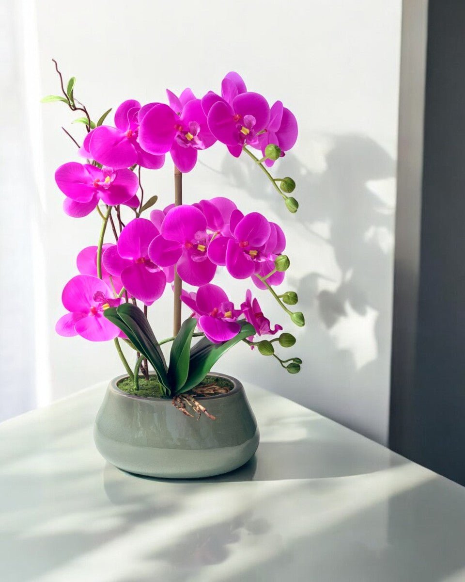 Abundance Royal Phalaenopsis - Faux - White - Potted plant - Tumbleweed Plants - Online Plant Delivery Singapore