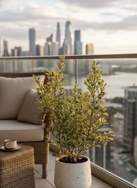 Ficus Triangularis Variegated