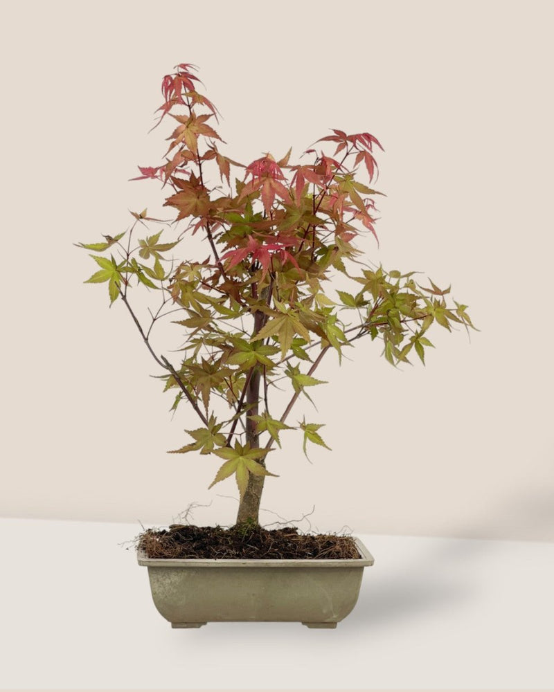 Acer Palmatum Bonsai - grow pot - Potted plant - Tumbleweed Plants - Online Plant Delivery Singapore