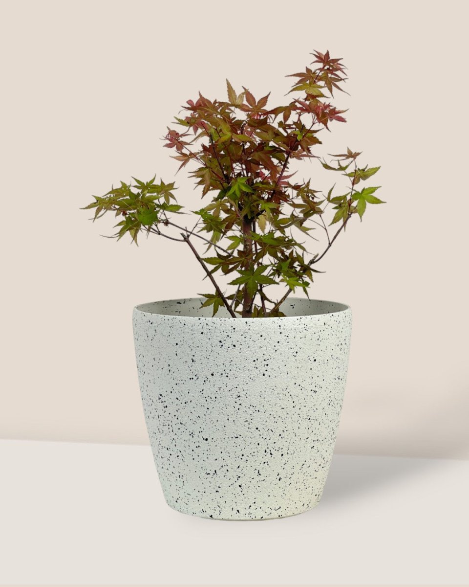 Acer Palmatum Bonsai - grow pot - Potted plant - Tumbleweed Plants - Online Plant Delivery Singapore