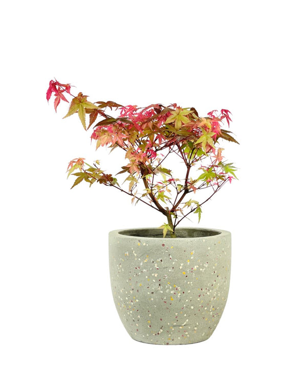 Acer Palmatum Maple Bonsai (Japan) - grow pot - Potted plant - Tumbleweed Plants - Online Plant Delivery Singapore