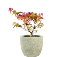 Acer Palmatum Maple Bonsai (Japan)